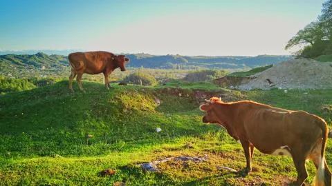Gentle cows rest on glowing hillside, Barnyard friends share quiet moment at Stock Photos
