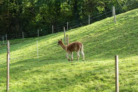 A gentle creature wanders through lush green fields, enjoying the fresh air a Stock Photos