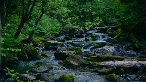 Gentle creek winds through dense woodland Stock Footage 335816251