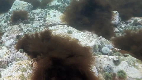 Gentle Currents Ripple Through Kelp Forest in the Pacific Ocean Stock Footage 340593175