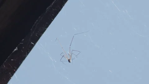 Gentle  daddy long-legs spider on cobweb 4K slomo video 動画素材 265711039