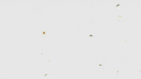 Gentle Daisy Flower Falling Motion Alpha Channel Stock Footage 333362703