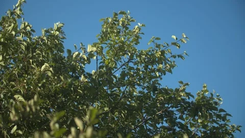 Gentle Dance of Tree Branches Under the Azure Sky, A Serene Interplay of Nature Stock Footage 257764690