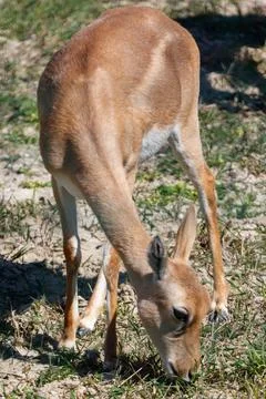 Gentle deer-like creature feeds low to earth Stock Photos
