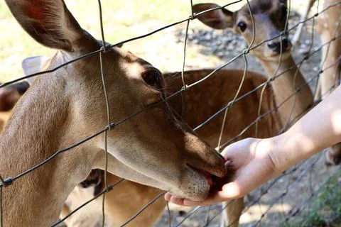 A gentle deer eats from a person’s hand behind a metal fence on a sunny day Stock Photos