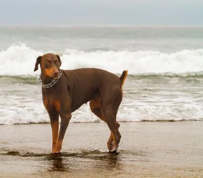 Gentle Doberman Stock Photos
