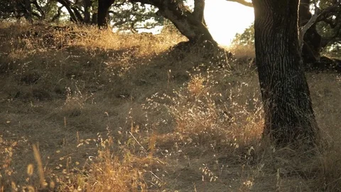 Gentle Dry Sunset Grass Stock Footage 71125427