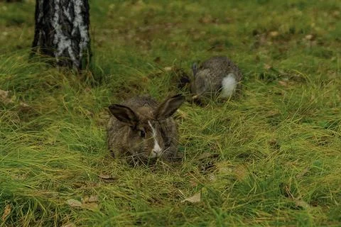 Gentle Encounters Foto stock