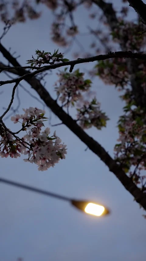 Gentle evening blossoms frame a softly illuminated streetlight beneath a Stock Footage 310490598