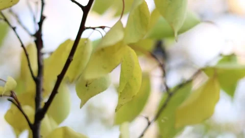 Gentle fall leaves: Close-up of yellow leaves moving in the breeze. Stock Footage 318683211