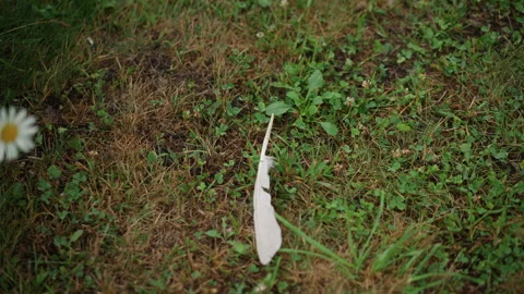 Gentle feather lying amid plants. Serene scene with delicate feather and natural Stock Footage 329892788