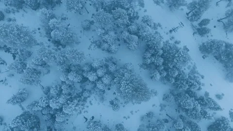 Gentle flight recording over snowdraped evergreen forest canopy Stock Footage 321378418