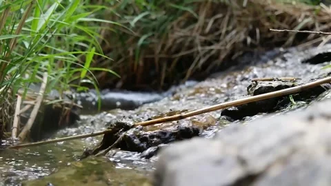 Gentle Flow of a Small Animated Stream Stock Footage 307896574