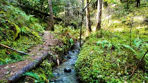 Gentle flowing stream in a bright green redwood forest Stock Footage