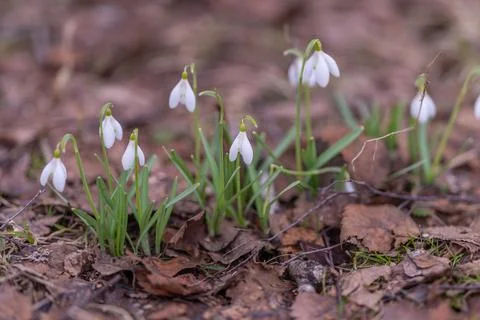 Gentle focus emphasizes quiet integrity of blooming snowdrops. Cascading snow Stock Photos