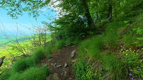Gentle forest path winds through mossy stones. Jastrebac Mountain, Serbia. Vídeos de archivo 336023745