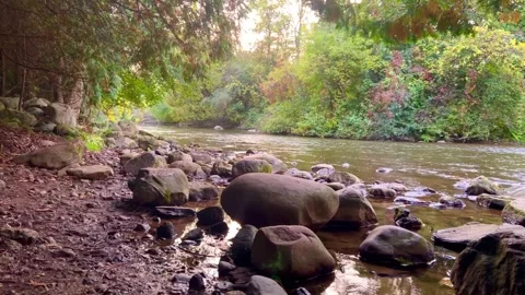 Gentle Forest River Stock Footage 240229719