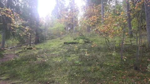 Gentle Forest Slope With Thin Tree Trunks And Scattered Autumn Leaves Stock Footage 348038026