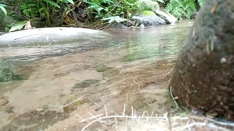 Gentle Forest Stream Flowing Clear Water Peaceful Scene Stock Footage 330566984