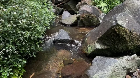 Gentle Forest Stream Flowing Over Mossy Rocks, Lush Greenery, Tilt Up Shot Stock Footage 324851419