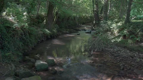 Gentle forest stream flowing through green woods 스톡 동영상 337036139