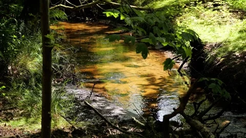 Gentle forest stream reflecting sunlight and trees Stock-Footage 337730437