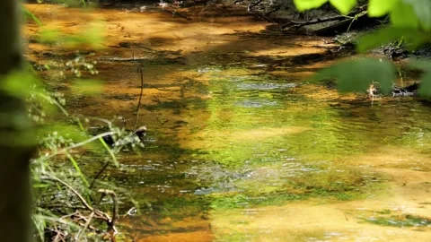 Gentle forest stream rippling in the summer sunlight Stock-Footage 337730522