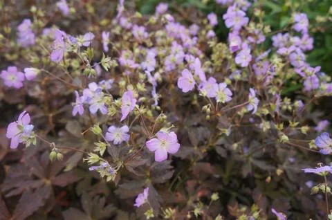 Gentle Geranium Foto stock