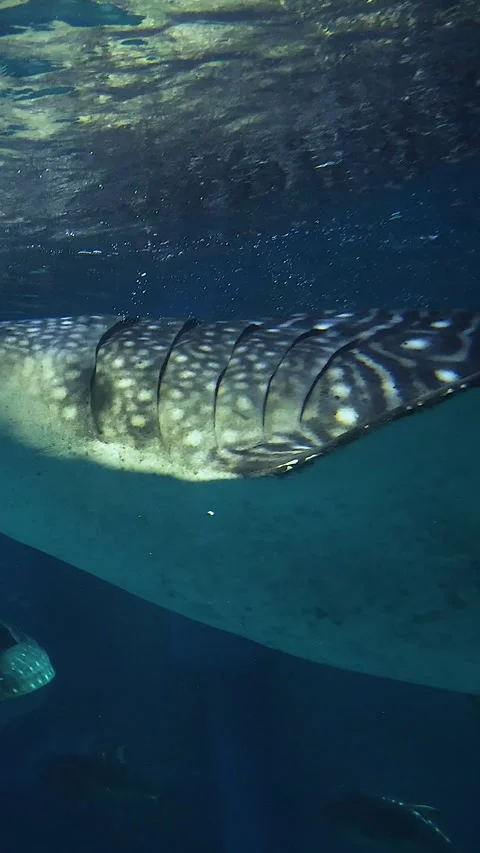Gentle Giant Gliding Through Water 库存影片 305437702