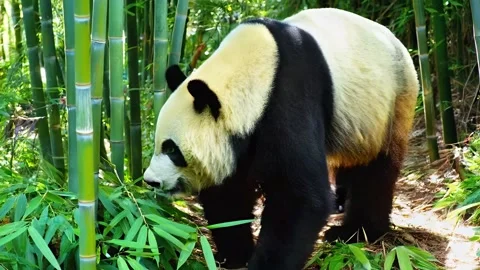 Gentle Giant Panda Strolls Stock Footage 303835859