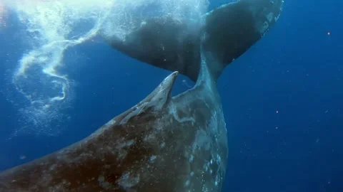 Gentle Giant Under the Waves Humpback Whale Encounter in Hawaii Video stock 321417965