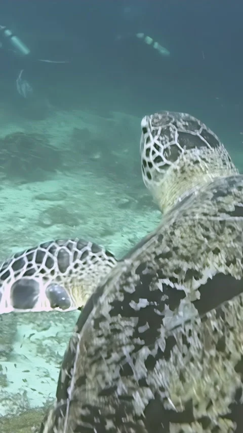 Gentle Giants Glide Through Sipadan's Waters in Indonesia Stock Footage 334912761