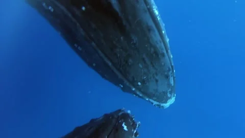 Gentle Giants of the Ocean Two Humpback Whales Meet Peacefully Stock Footage 321016049