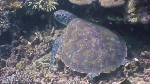 Gentle Glide a Sea Turtle Explores the Coral Reefs of the Philippines Stock Footage 321049410