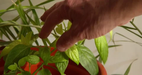 A gentle hand carefully tends to the delicate new growth of vibrant plants Vídeos de archivo 331536349
