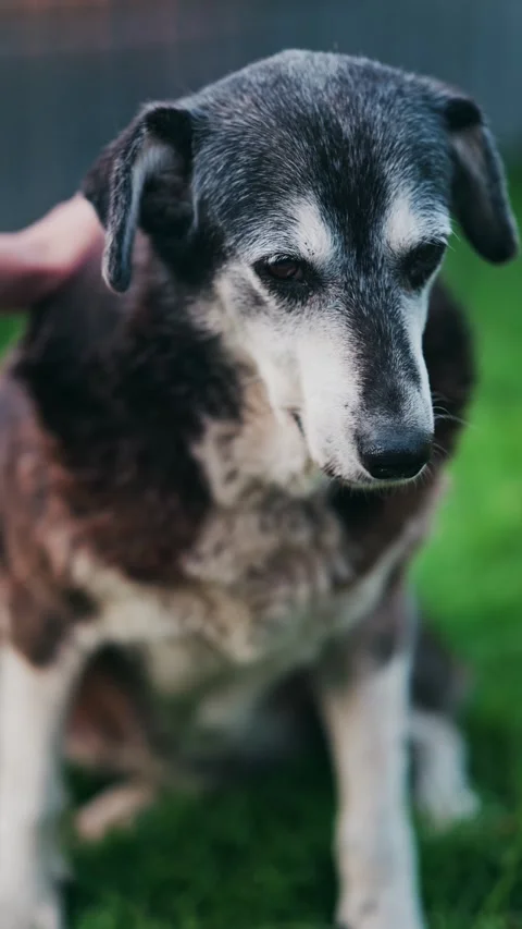 Gentle hand pets aging dog with gray muzzle sitting peacefully on green gra.. Vídeo Stock 339440131
