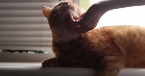 Gentle hand petting a content orange cat near a window with blinds Stock Footage 339068528