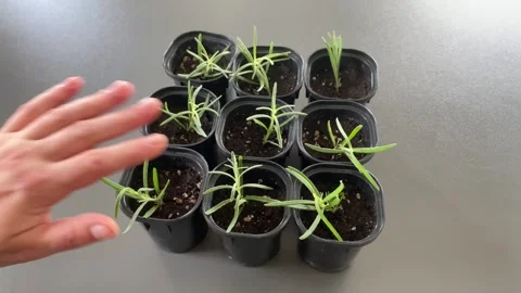 Gentle hand on plants 스톡 동영상 342335475