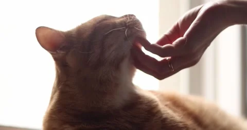 Gentle hand stroking an orange tabby cat's head and ears in soft natural light Stock Footage 339068746