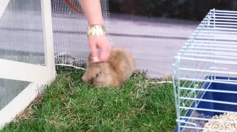 Gentle hand stroking the rabbit Stock Footage 63167595