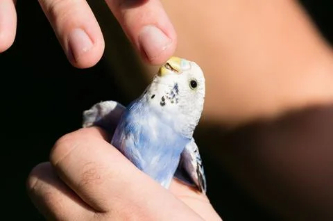 Gentle hands hold a small, light blue budgie. Stock Photos