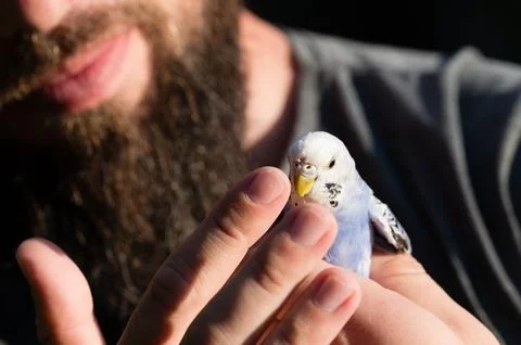 Gentle hands holding a small, light blue and white budgie. Stock Photos