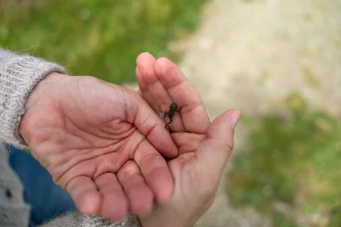 Gentle Hands Holding Tiny Toad in Nature Close-Up Showing Careful Human Int.. Stock Photos