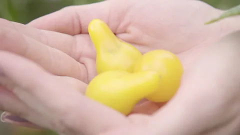 Gentle Hands Holding Yellow Cherry Tomatoes Stock Footage 160323164