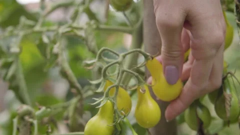 Gentle Hands Picking up A Yellow Cherry Tomato Stock Footage 160323412