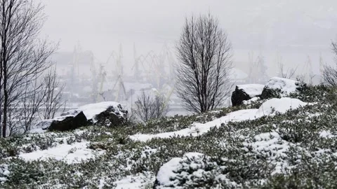 A gentle hillside with small black trees Stock Footage 328811197