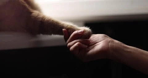 Gentle human hand holding a fluffy cat paw in a tender moment Stock Footage 339068669