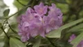 Gentle inflorescence of light purple flowers giving relaxation and tranquility HD Footage