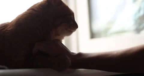 Gentle interaction between a ginger cat and a human arm near a window Stock Footage 339069045