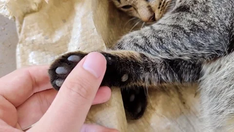Gentle Interaction Between a Hand and the Paw of a Resting Cat Stock Footage 304313496